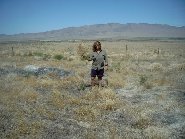 Tumbleweed