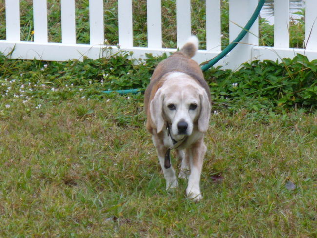 Penny on patrol