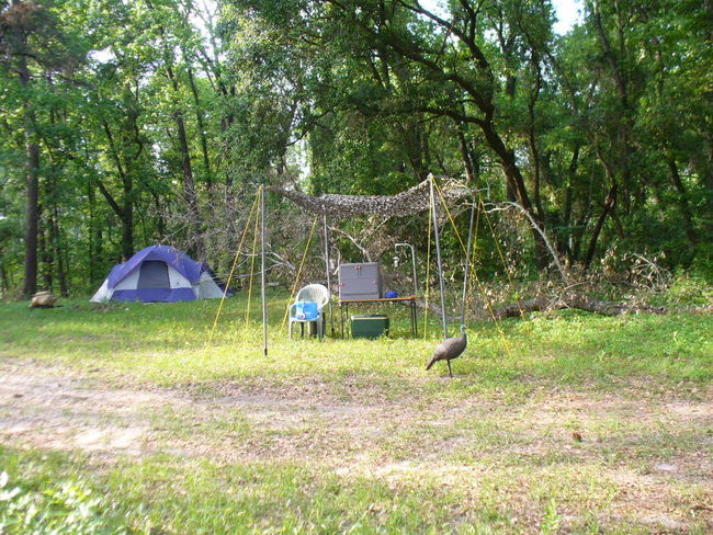 spring turkey hunting Aucilla Fl.