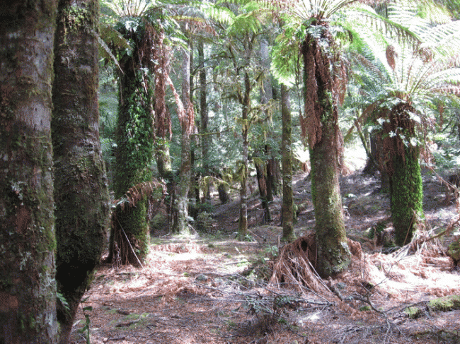 Rainforest scenes testing