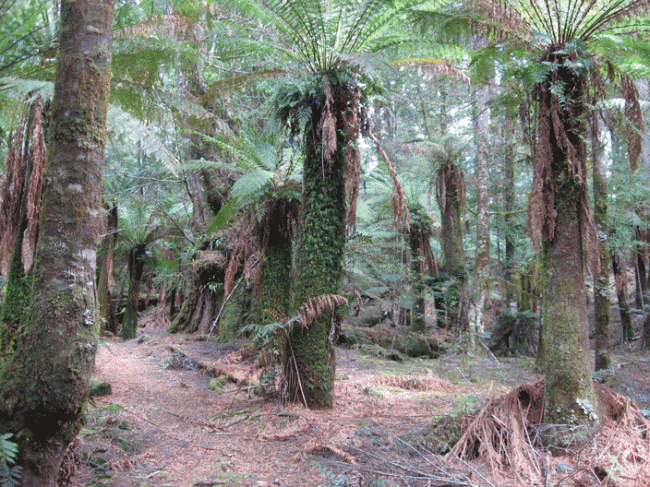 Rainforest scenes testing