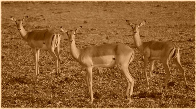 Day 7 - Kariba