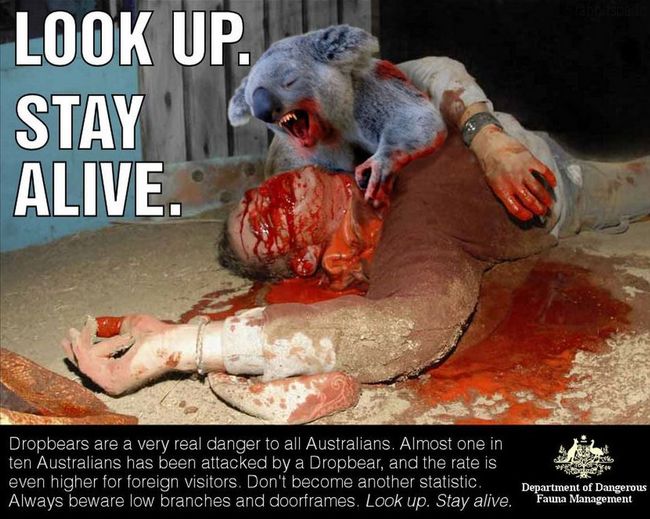 Drop Bear Warning