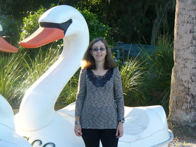 Swan Paddle boats