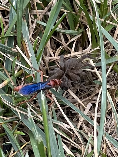 Rusty Spider Wasp