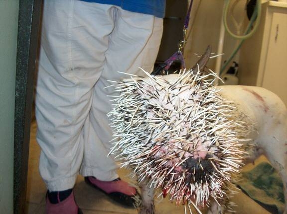 Pit bull porcupine 1