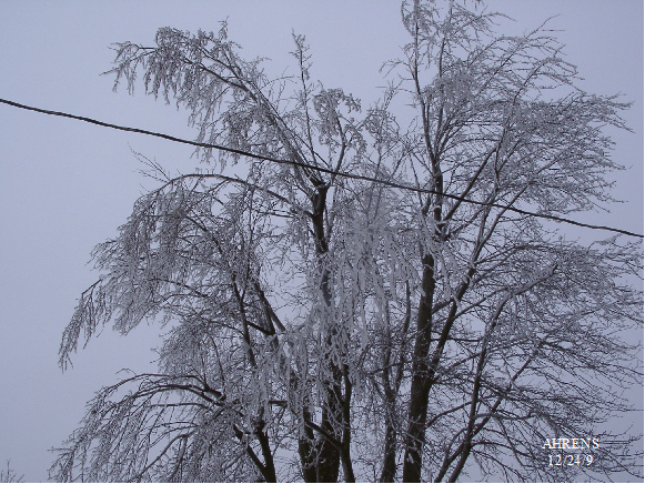 ice_tree_copy