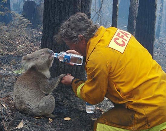 koala1