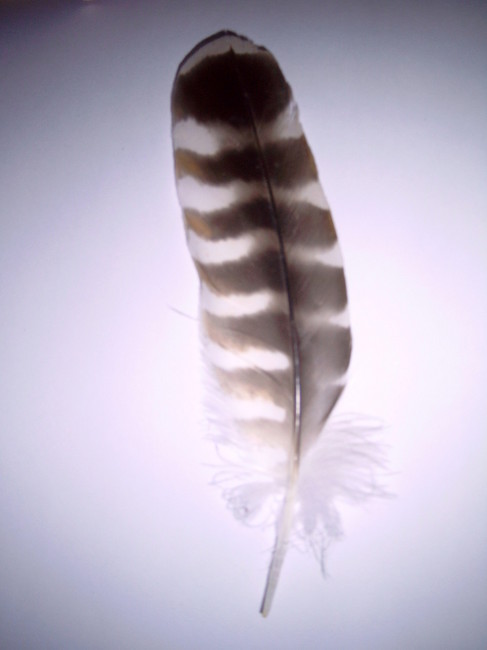 WaddellCreekFeather