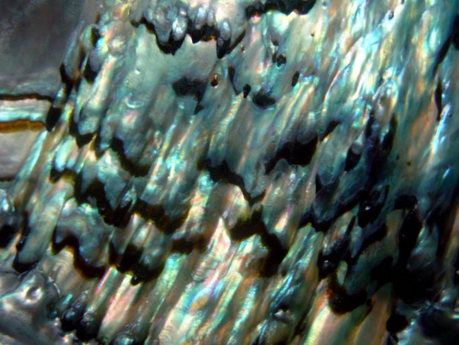 abalone