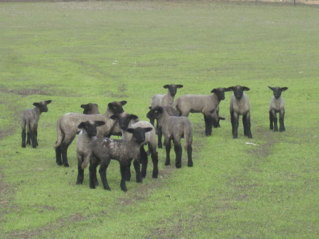 lambs_004