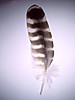 WaddellCreekFeather.JPG