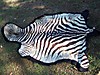 Zebra_Rug.jpg