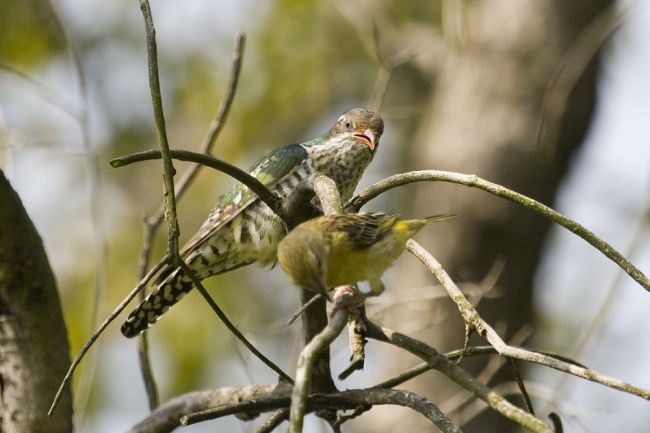 Cuckoo Bird