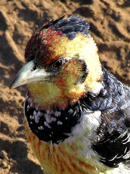 Barbet