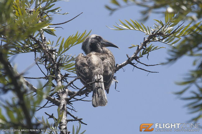 Grey Hornbill