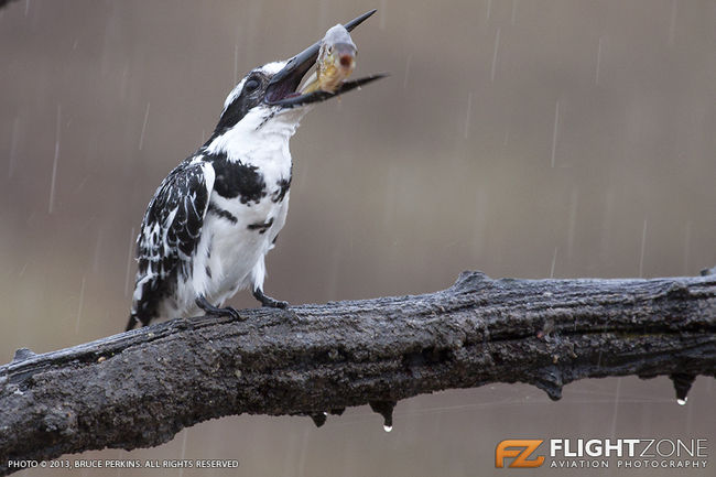 Pied Kingfisher Bird