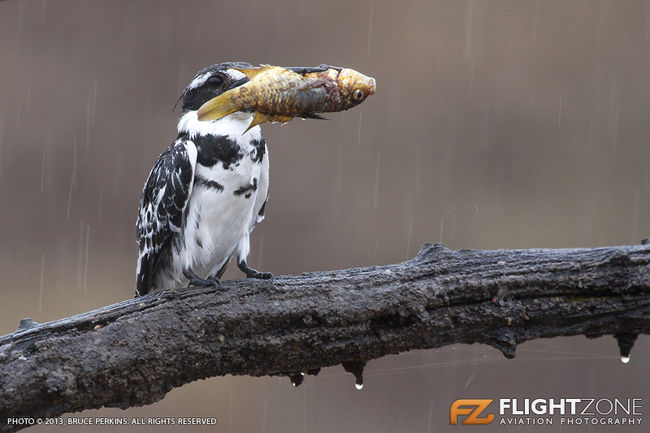 Pied Kingfisher Bird