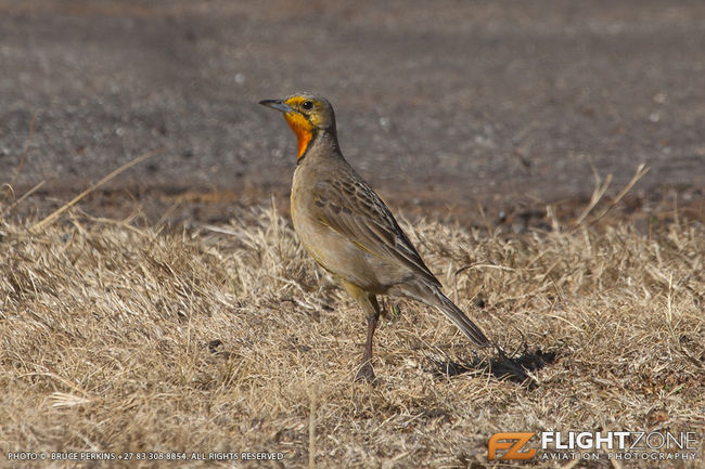 Orange Throated Longclaw Springs Airfield FASI