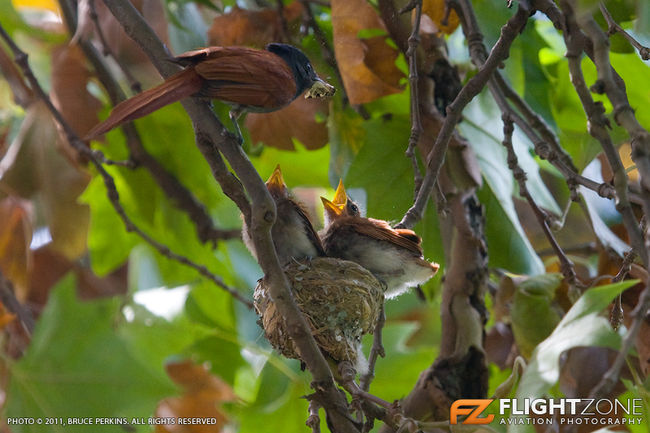 Paradise Flycatcher