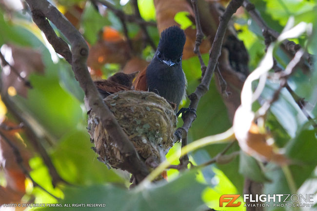 Paradise Flycatcher