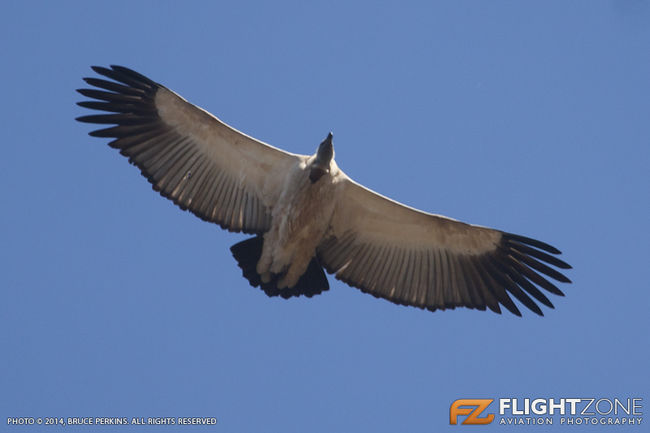 Vulture at Ladysmith Airfield FALY