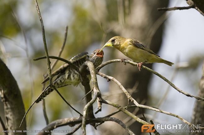 Cuckoo Bird