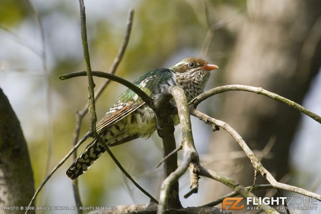 Cuckoo Bird