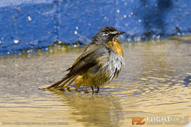 Cape Robin Bird at Rand Airport FAGM