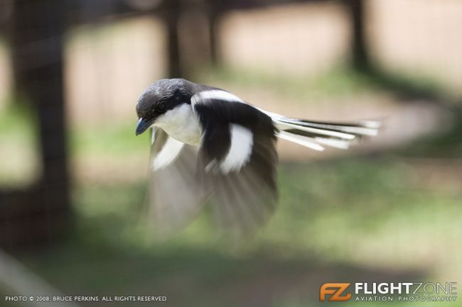 Fiscal Shrike Rand Airport FAGM Bird