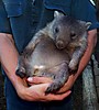 wombat.jpg