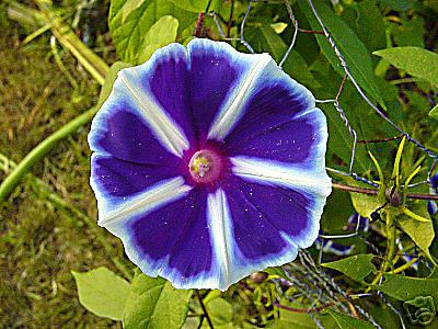 Yogiru Morning Glory Vine (blue)