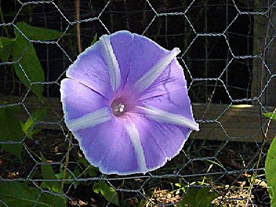 Yogiru Morning Glory Vine (lavendar)