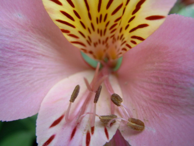 alstroemeria