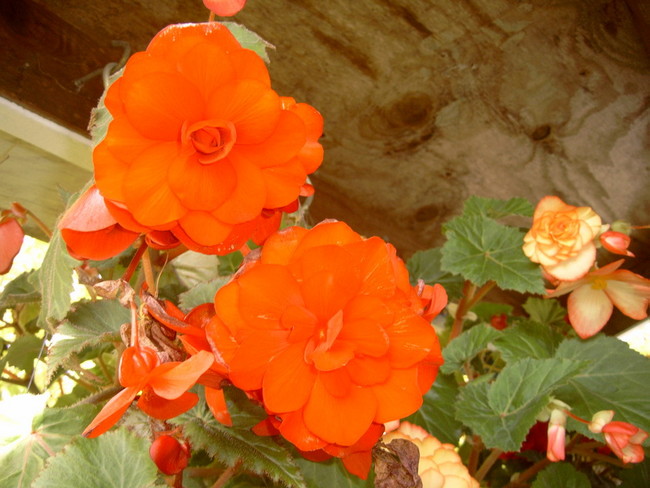 Begonias on the back porch