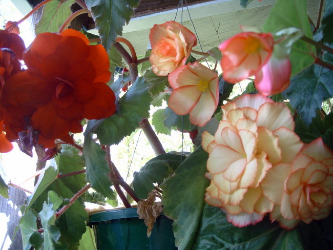 Begonias on the back porch