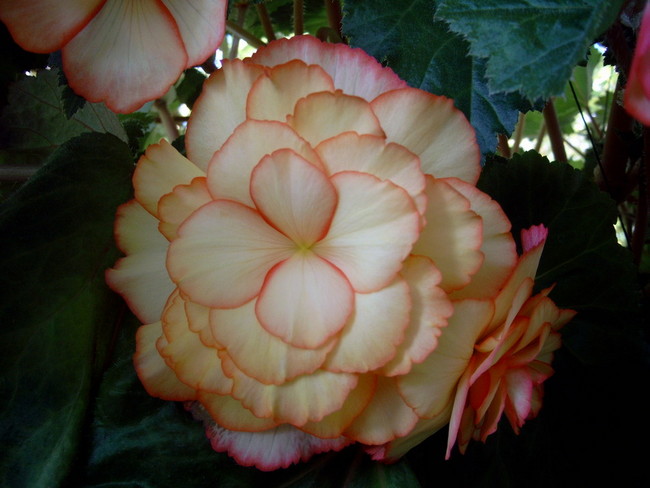 Begonias on the back porch