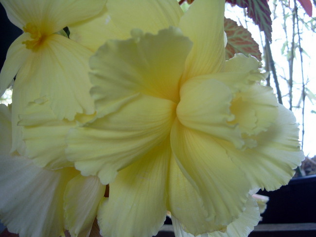 Begonias on the back porch