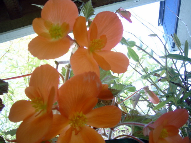 Begonias on the back porch