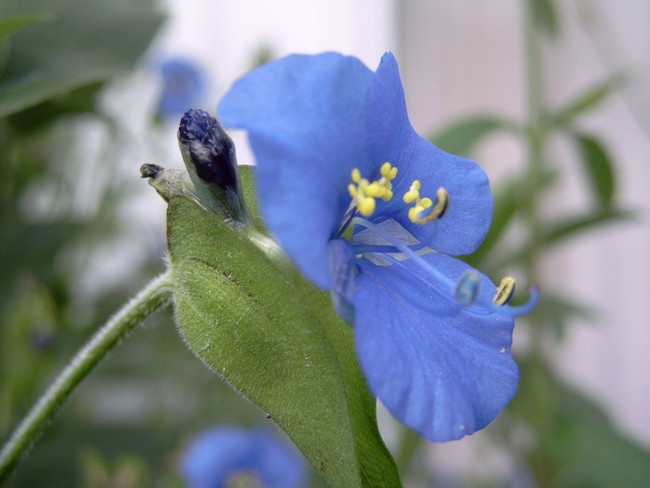 commelina coelestis