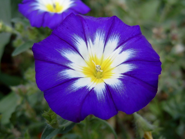 convolvulus