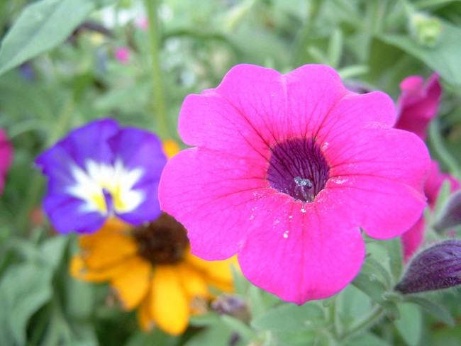 garden flowers