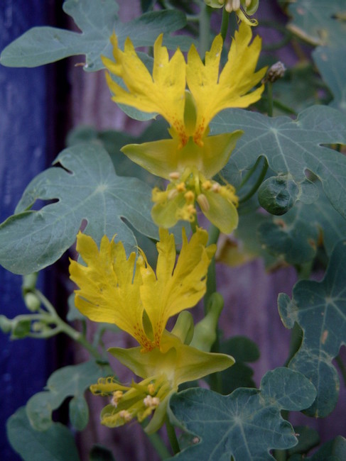 nasturtium