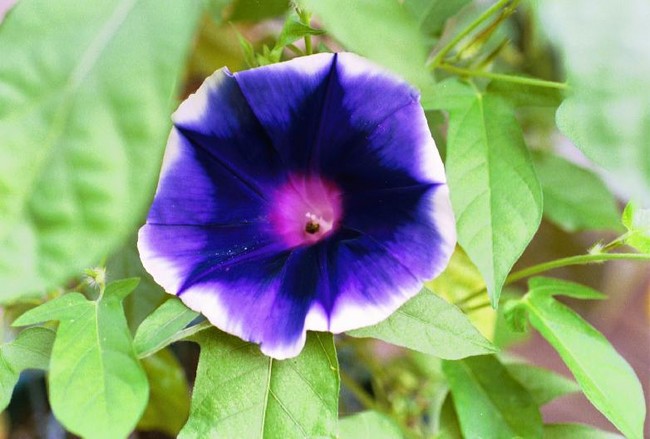 Star of India Morning Glory Vine