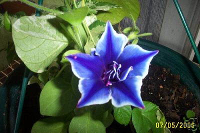 Murasaki Jishi Morning Glory Vine