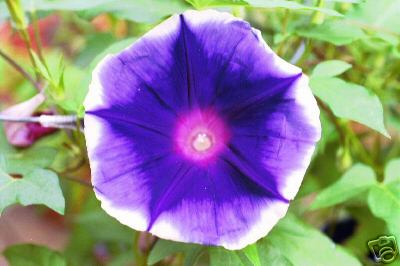 Star of India Morning Glory Vine