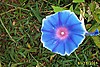 Henka_Asagao_Morning_Glory_vine.jpg