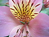 alstroemeria1.JPG