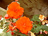 backyardbegonias.JPG