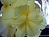 backyardbegonias3.JPG